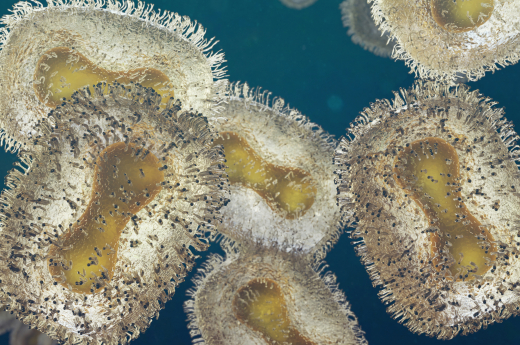Monkeypox Virus Closeup, Contagious Pathogen 3D Virology Rendering